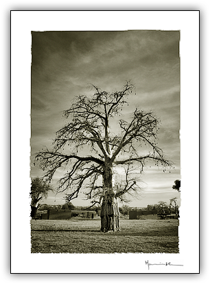 Baobab, Mali #21