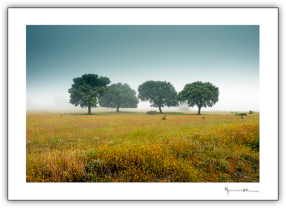 Trs-os-Montes #4