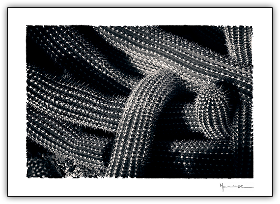 Cacto #4