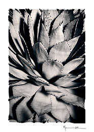 Botannica