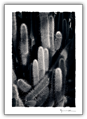 Cacto #3