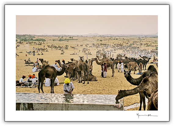 Pushkar, ndia #11