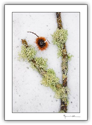 Tr�s-os-Montes #13