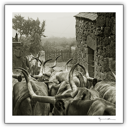 Paredes do Rio, Barroso #5