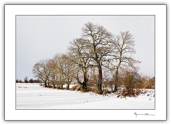 Terras de Barroso #27