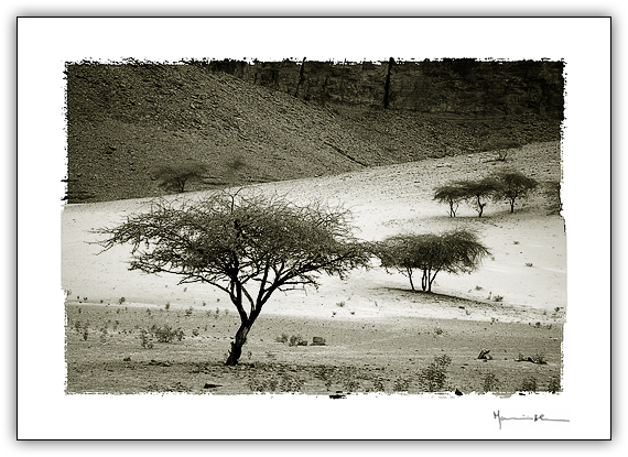 Accias, Mauritnia #5