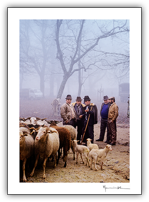 Feira de gado, Trancoso #2